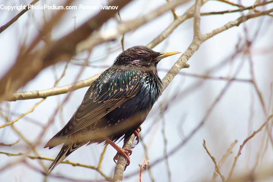 Bird, Blackbird, Beak