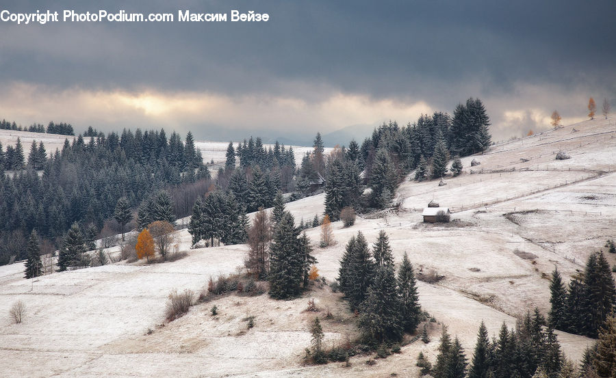 Conifer, Fir, Spruce, Wood, Pine, Plant, Tree