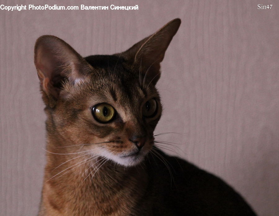 Abyssinian, Animal, Cat, Mammal, Pet