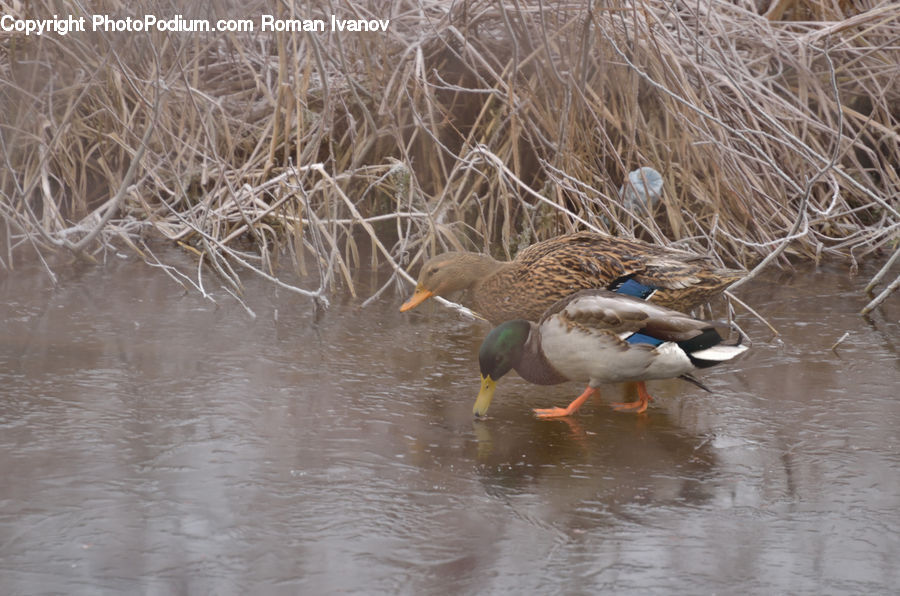 Bird, Duck, Teal, Waterfowl, Mallard, Booby, Goose