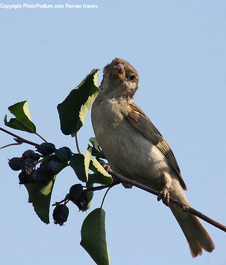 Bird, Swallow, Blackbird, Buzzard, Harrier, Hawk, Vulture