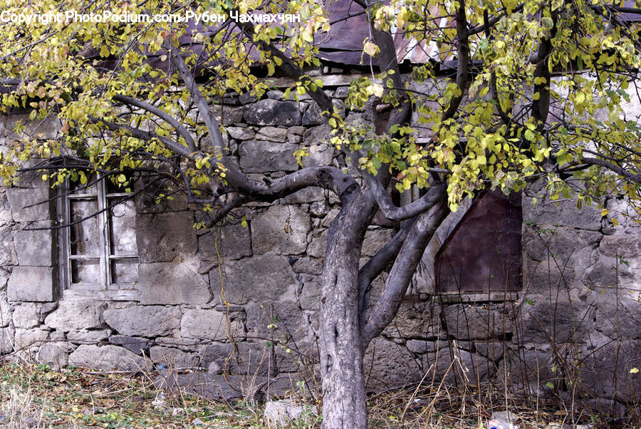 Fence, Wall, Outdoors, Pond, Water, Plant, Vine