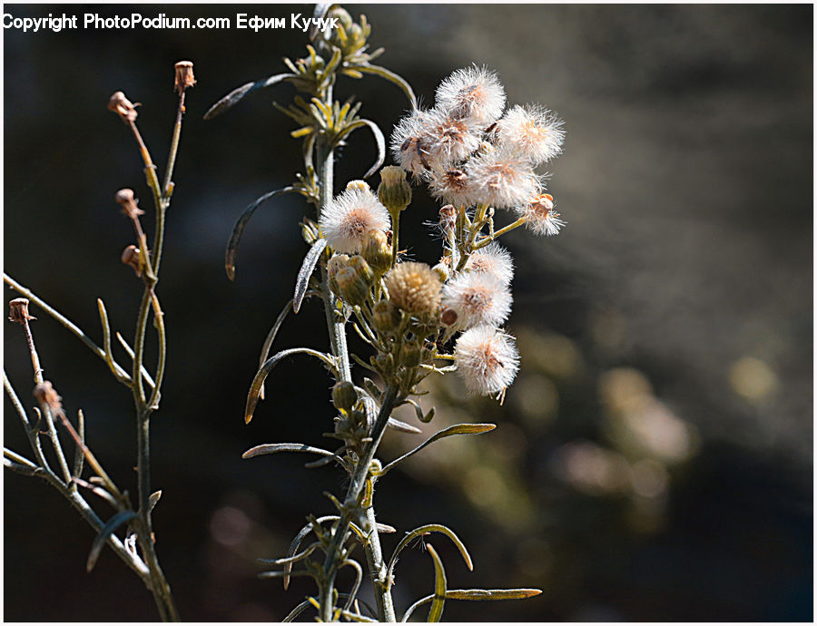 Blossom, Flora, Flower, Plant, Weed, Insect, Invertebrate