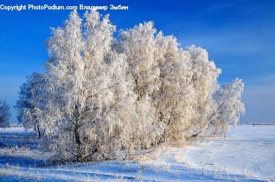 Frost, Ice, Outdoors, Snow, Plant, Tree, Willow