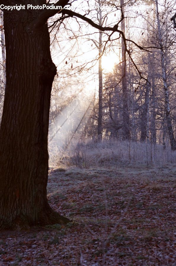 Flare, Light, Sunlight, Birch, Tree, Wood, Forest