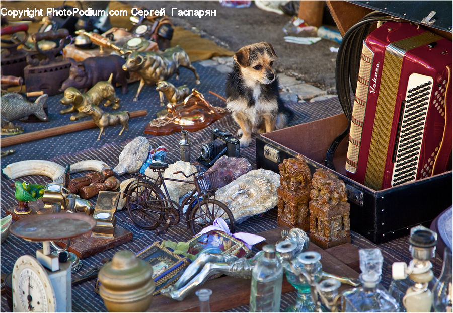 Bicycle, Bike, Vehicle, Bottle, Collage, Poster, Animal