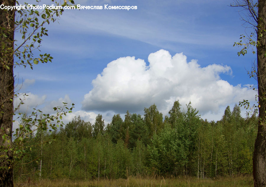 Cloud, Cumulus, Sky, Field, Grass, Grassland, Land
