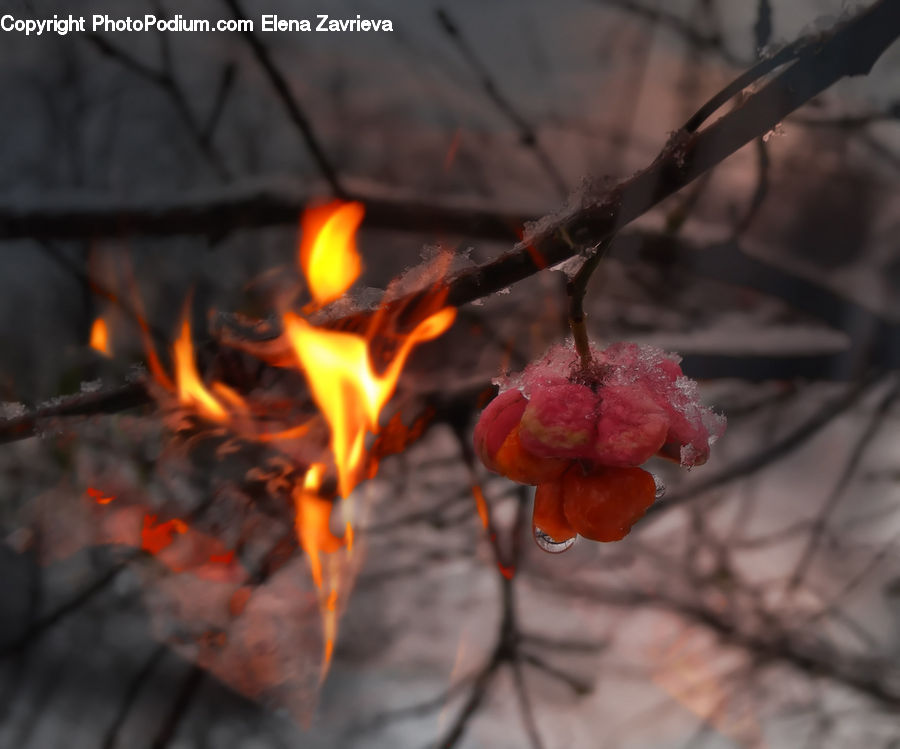 Fire, Flame, Bonfire, Campfire, Camping, Hearth, Conifer