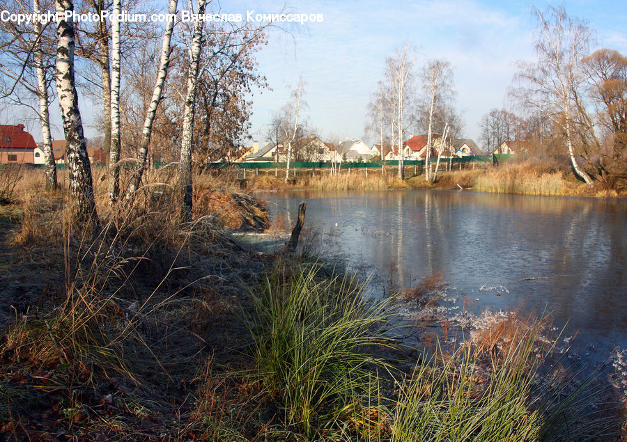 Outdoors, Pond, Water, Birch, Tree, Wood, Land