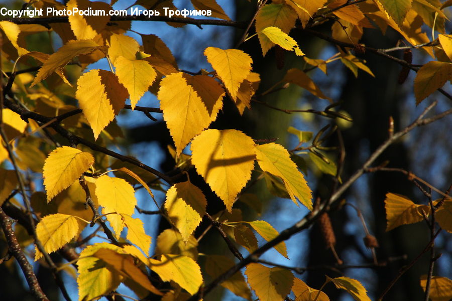 Veins, Birch, Tree, Wood, Blossom, Flora, Flower