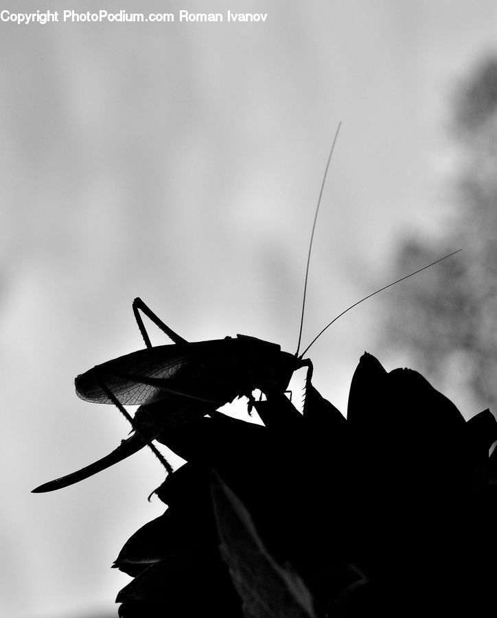 Insect, Invertebrate, Mantis, Cricket Insect, Grasshopper, Mosquito, Silhouette