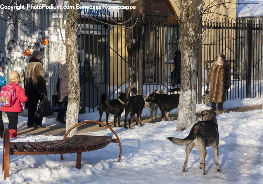 People, Person, Human, Bench, Fur, Skin, Animal