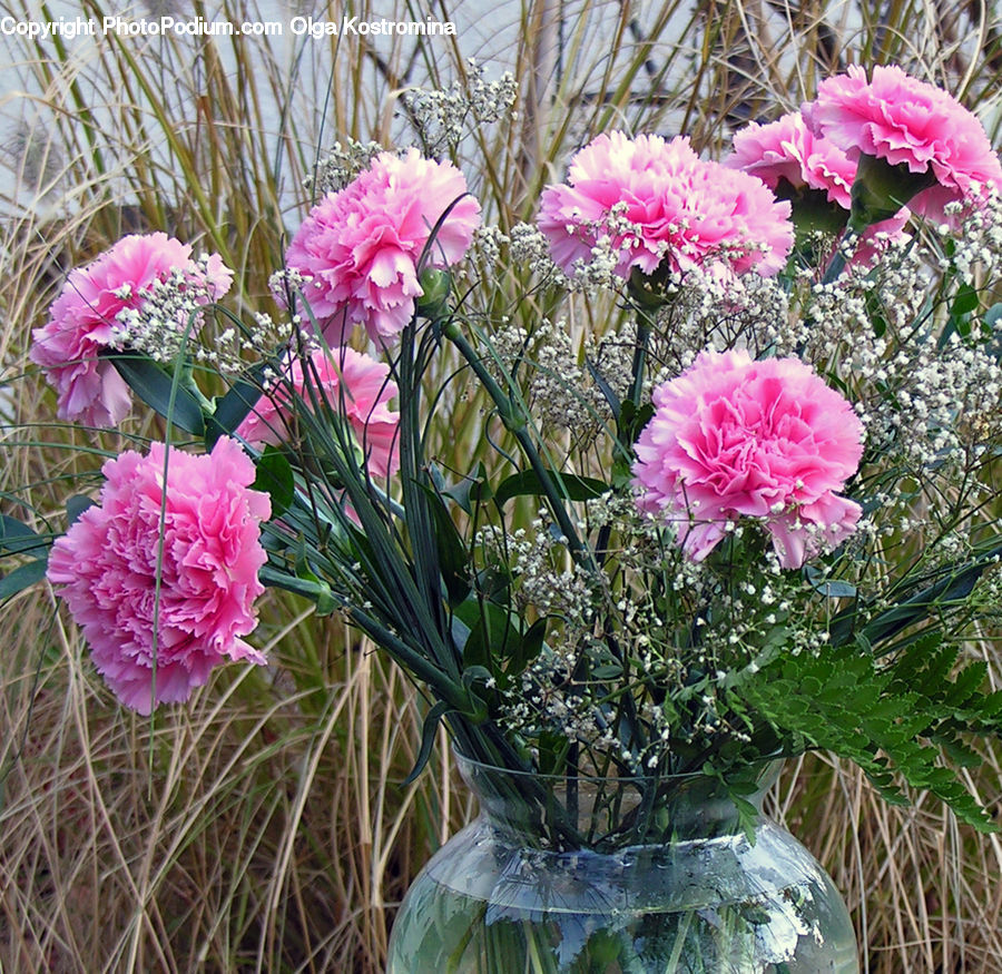 Blossom, Carnation, Flower, Plant, Peony, Potted Plant, Flower Arrangement