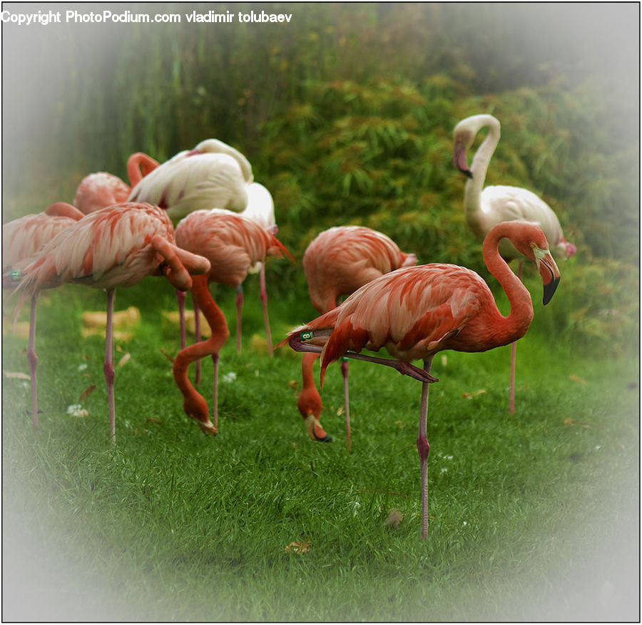 Bird, Flamingo, Flock