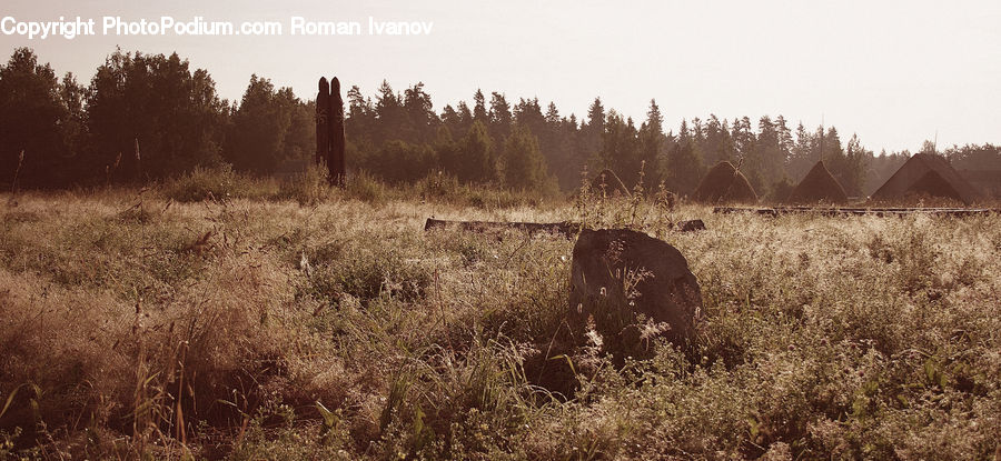 Grassland, Outdoors, Savanna, Field, Grass, Plant, Land