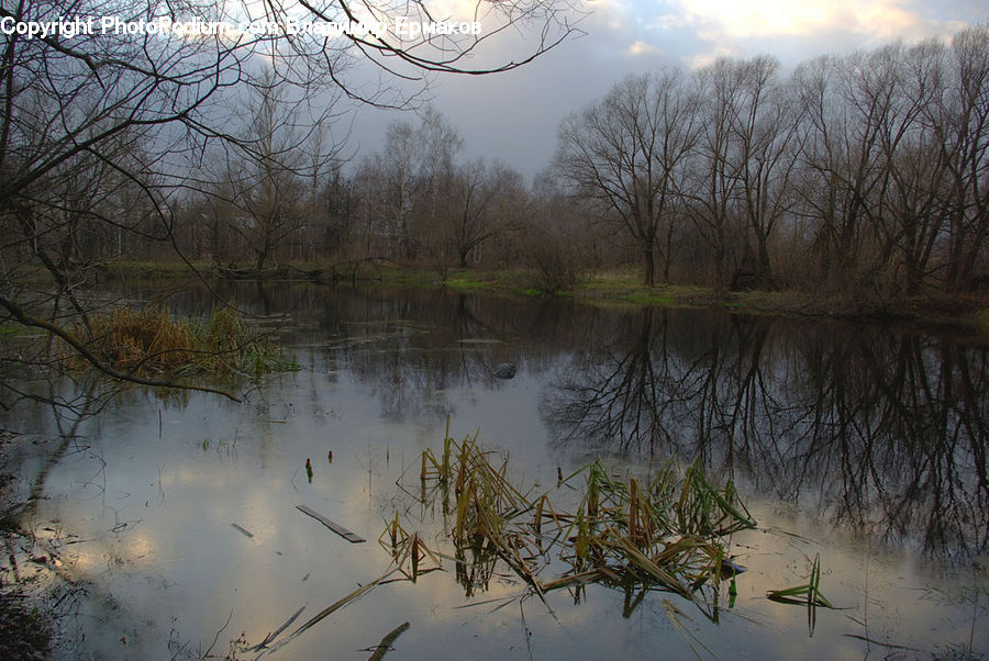 Land, Marsh, Outdoors, Swamp, Water, Pond, Grass