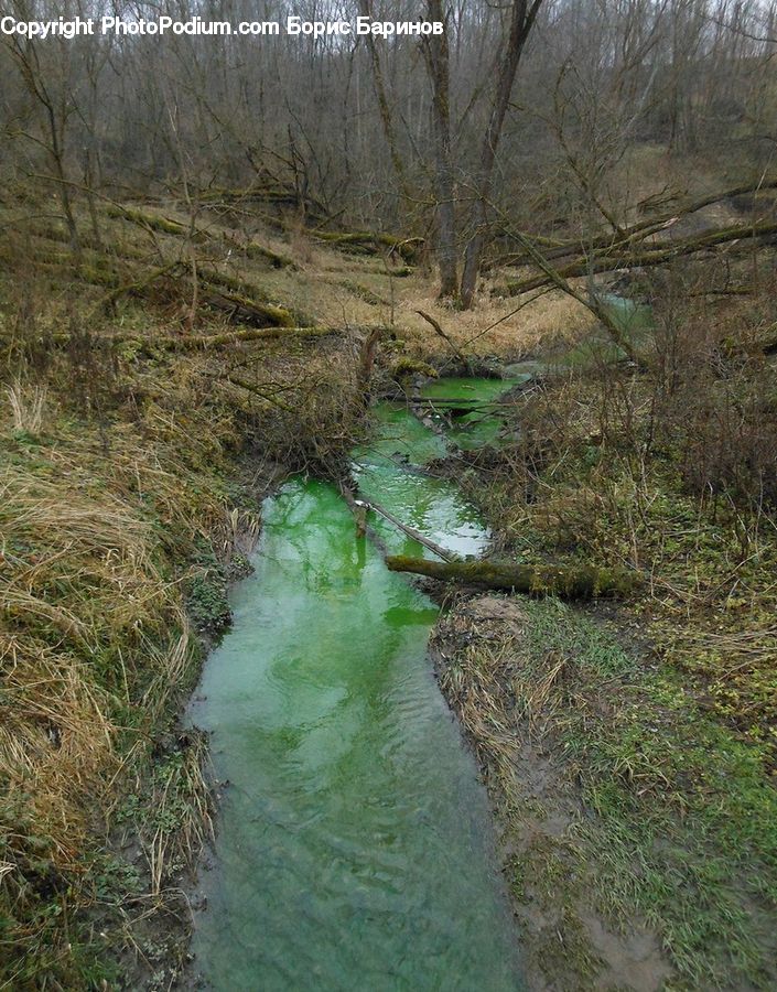 Ditch, Grass, Plant, Reed, Land, Marsh, Pond