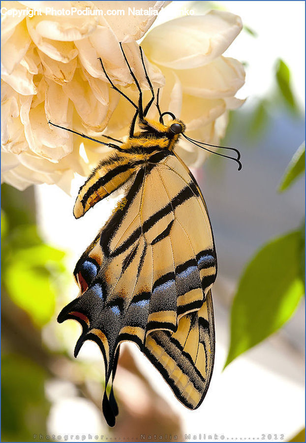 Butterfly, Insect, Invertebrate, Blossom, Flower, Lilac, Plant