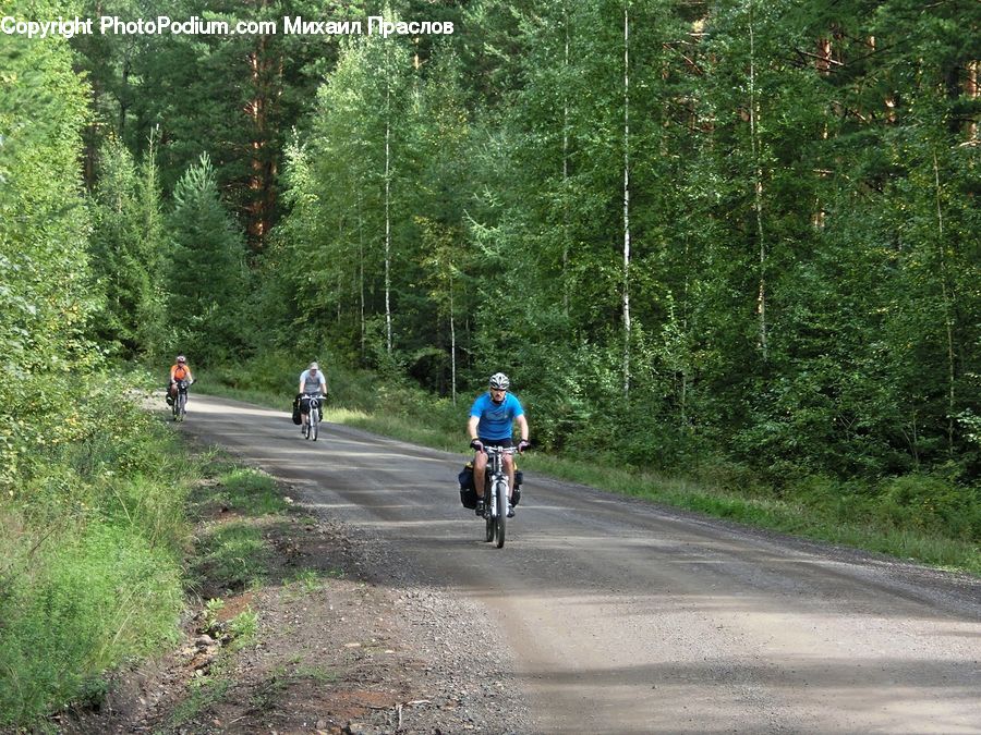 Forest, Vegetation, Dirt Road, Gravel, Road