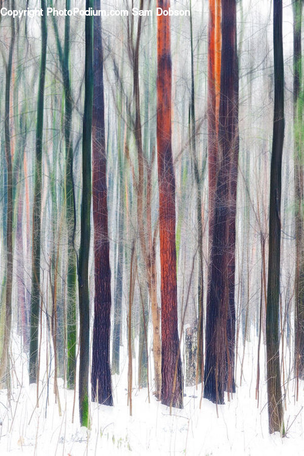 Forest, Vegetation, Collage, Poster, Birch, Tree, Wood