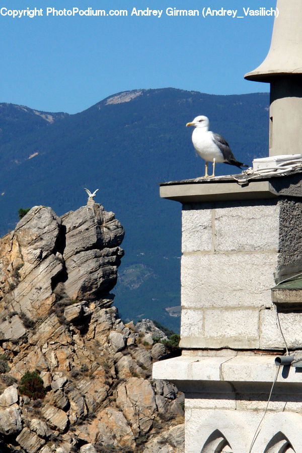 Bird, Seagull, Booby