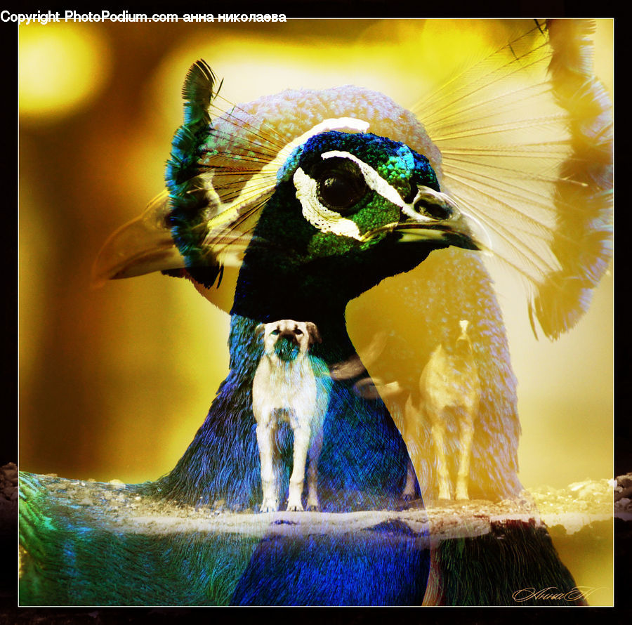 Bird, Duck, Teal, Waterfowl, Carnival, Festival, Parade