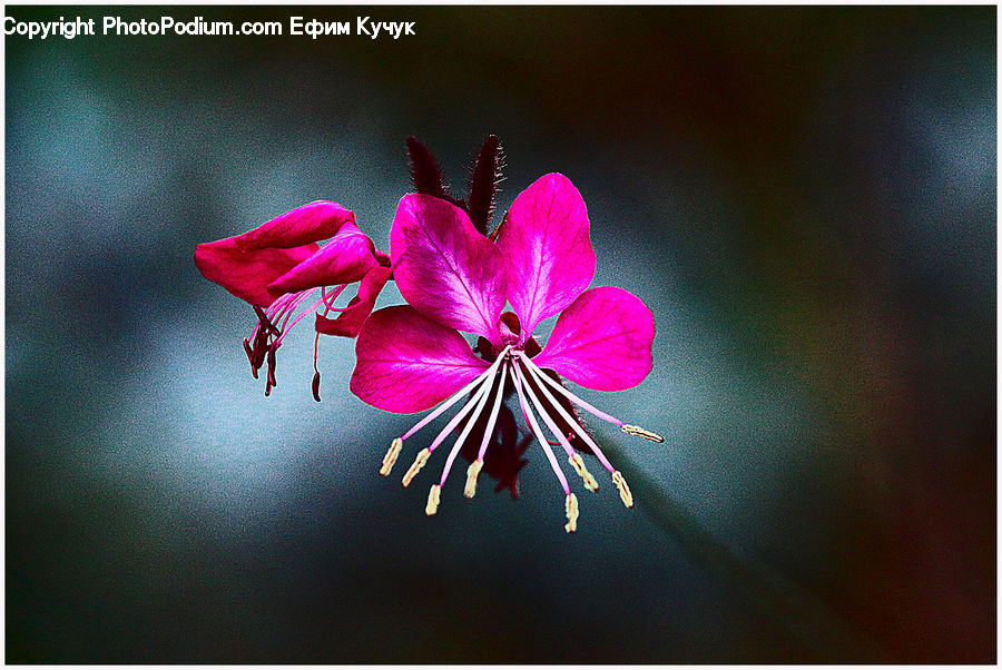 Blossom, Flora, Flower, Geranium, Plant, Petal, Gladiolus