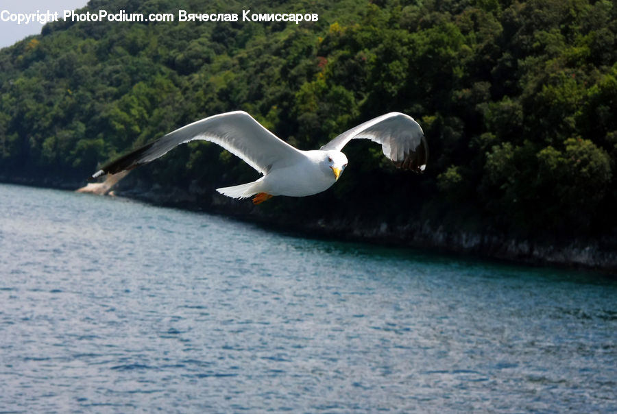 Bird, Seagull, Booby, Forest, Vegetation, Jungle, Conifer