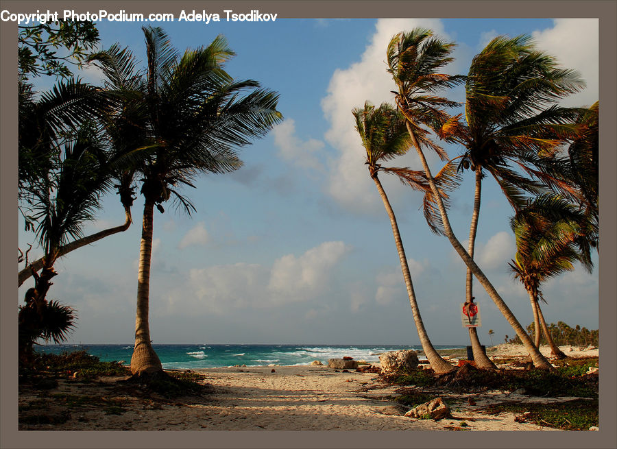 Palm Tree, Plant, Tree, Beach, Coast, Outdoors, Sea