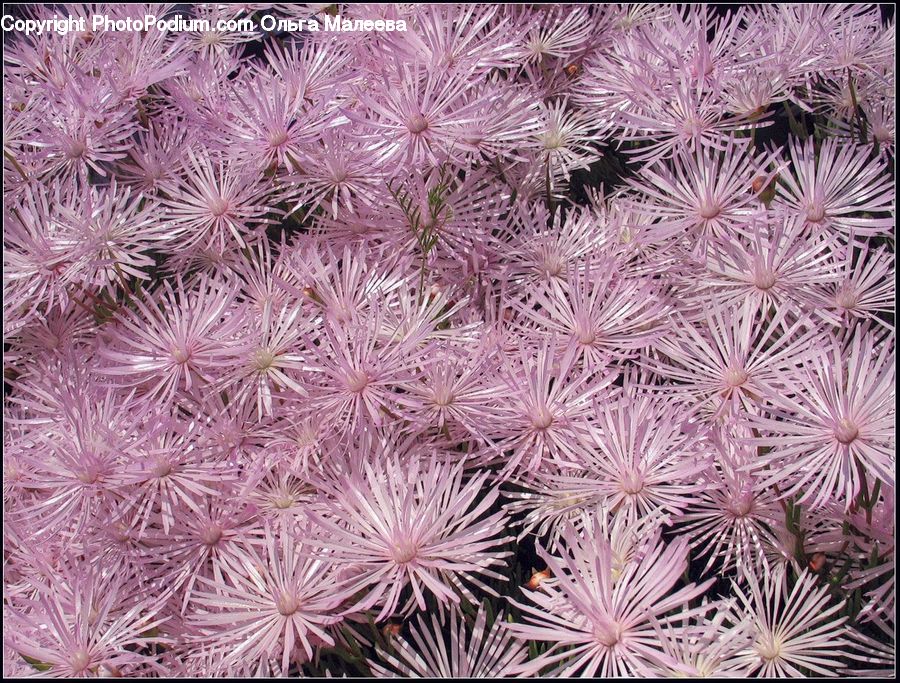 Blossom, Flora, Flower, Plant, Cushion, Home Decor, Pillow
