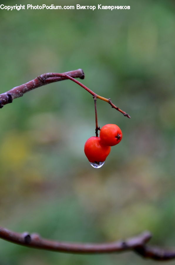 Hip Fruit, Cherry, Fruit, Blossom, Flora, Flower, Plant