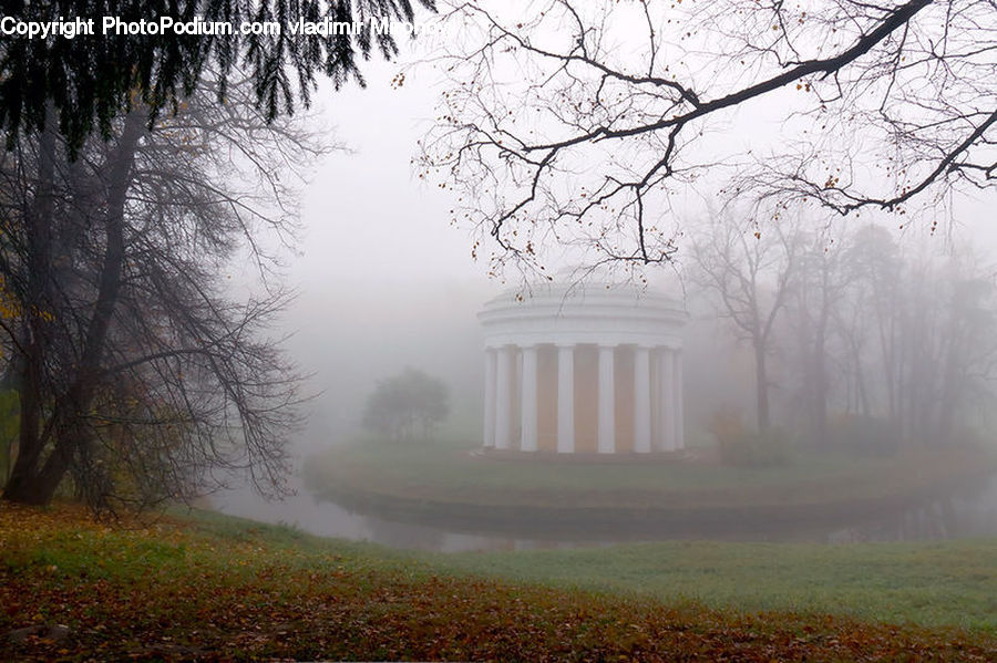 Fog, Mist, Outdoors, Plant, Tree, Blossom, Flora