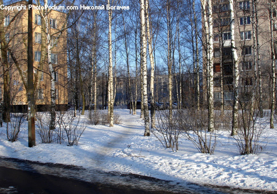 Birch, Tree, Wood, Ice, Outdoors, Snow, Forest