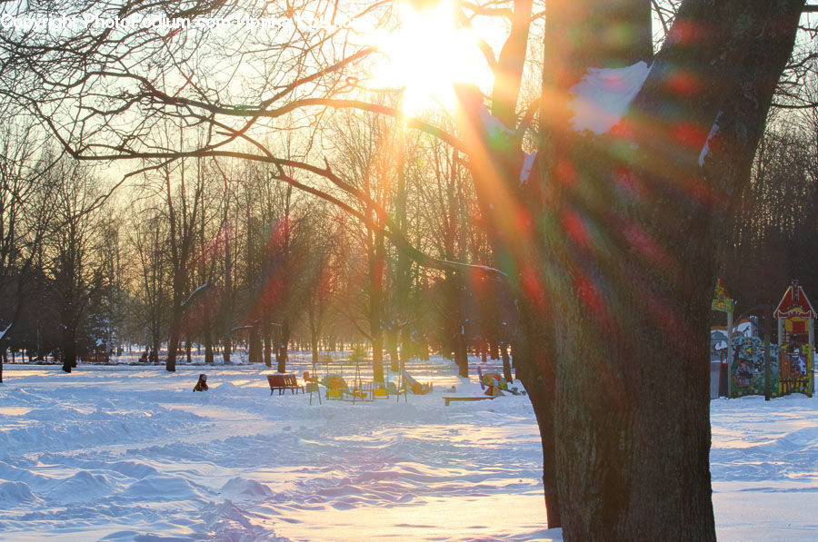 Park, Flare, Light, Sunlight, Campus, Landscape, Nature