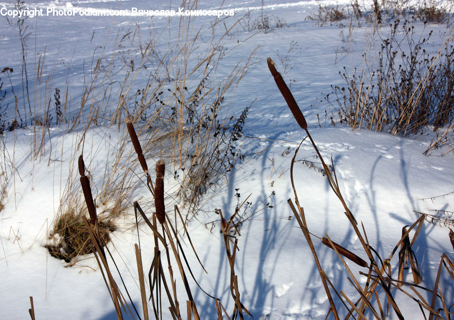 Field, Grass, Grassland, Plant, Insect, Invertebrate, Mosquito