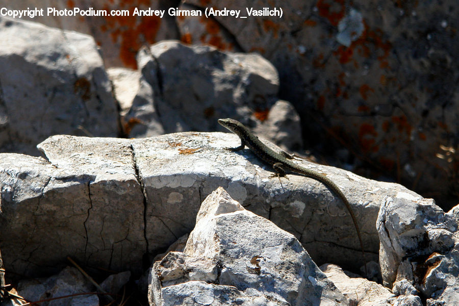 Rubble, Iguana, Lizard, Reptile, Rock