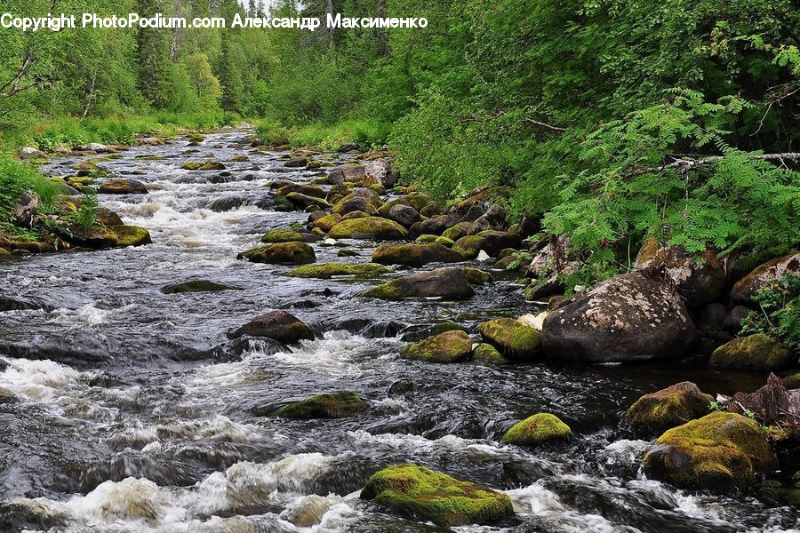 Creek, Outdoors, River, Water, Stream, Algae, Forest