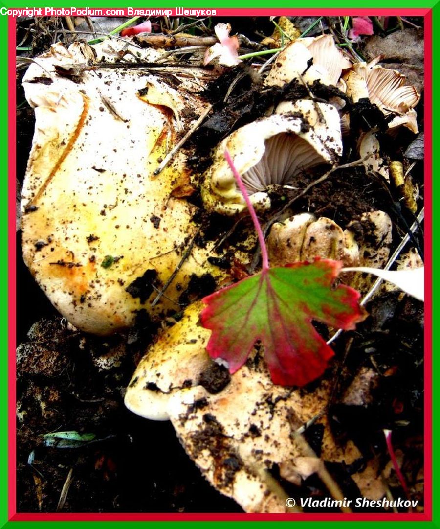 Collage, Poster, Agaric, Amanita, Fungus, Mushroom, Plant