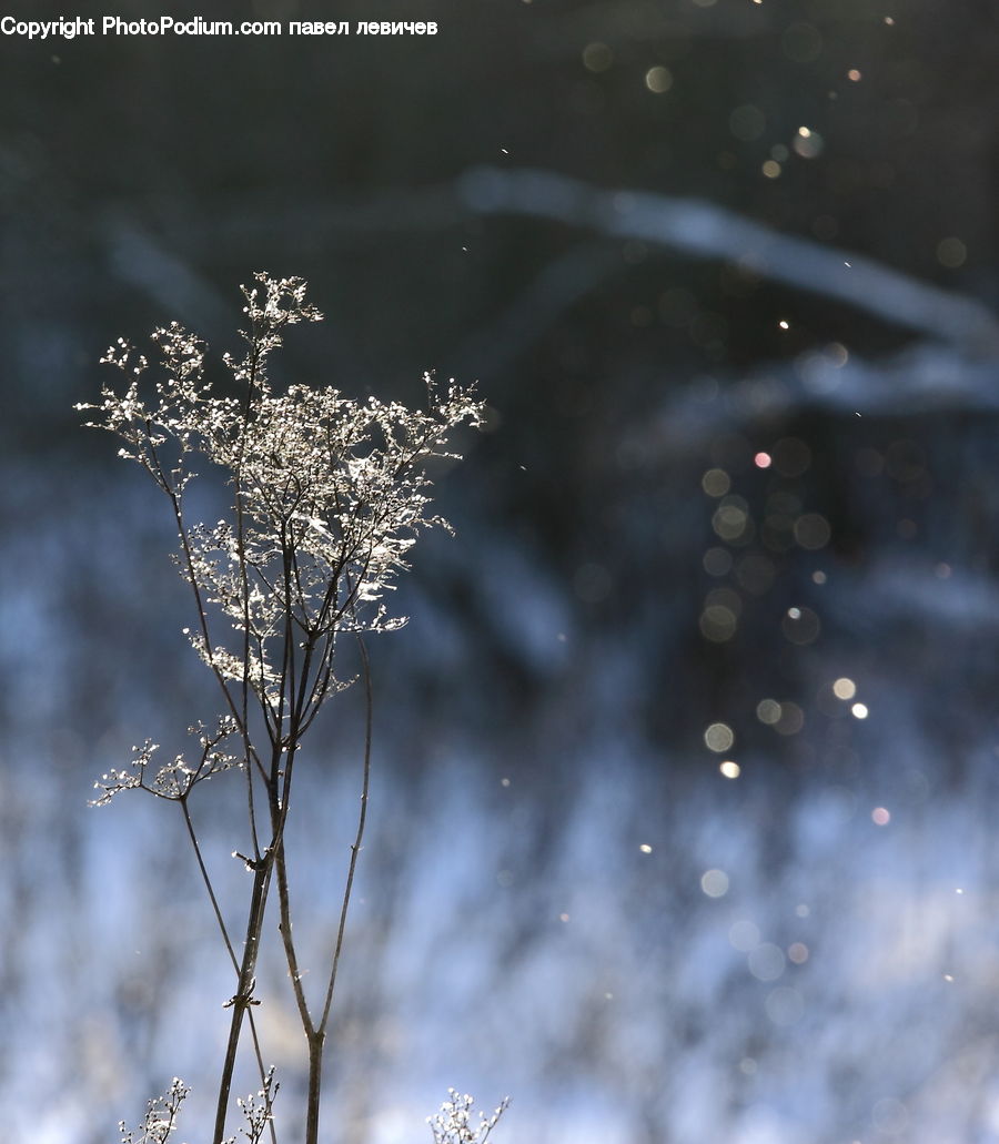Blossom, Flora, Flower, Plant, Field, Grass, Grassland