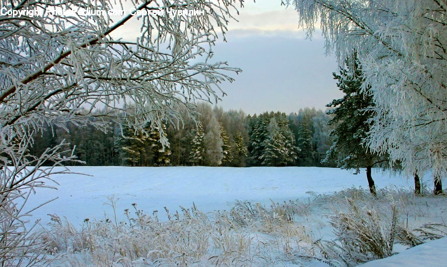 Landscape, Nature, Scenery, Conifer, Fir, Plant, Tree