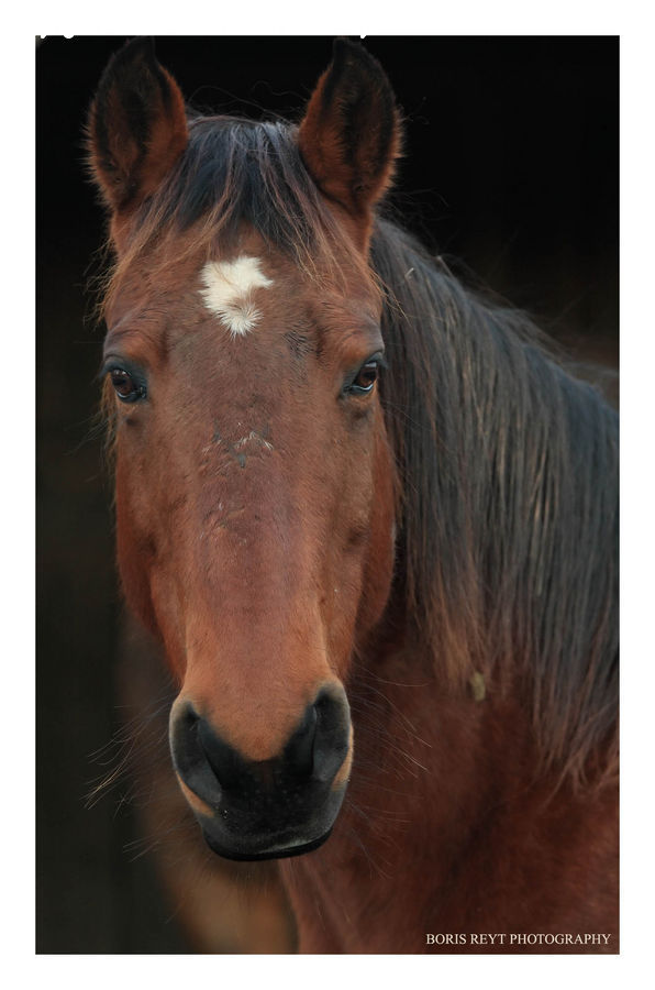 Animal, Colt Horse, Foal, Horse, Mammal