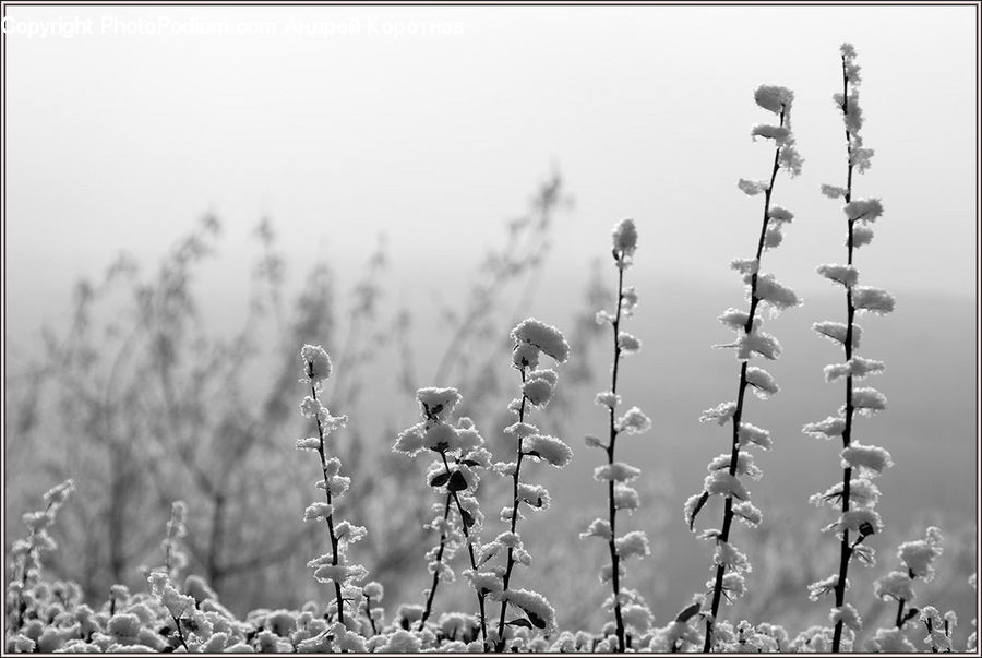 Frost, Ice, Outdoors, Snow, Plant, Weed, Blossom