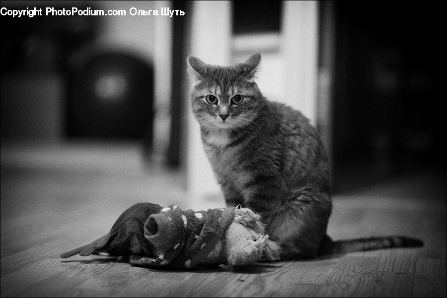 Animal, Abyssinian, Cat, Mammal, Pet, Adorable