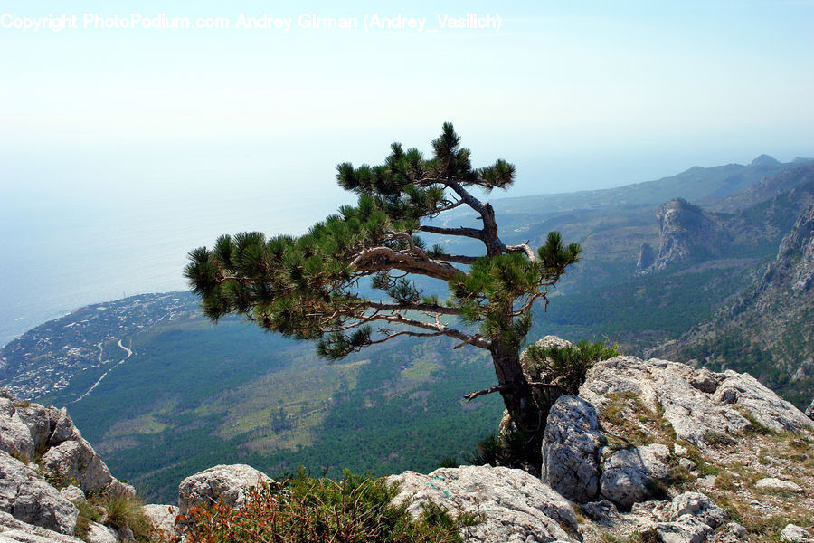 Rock, Conifer, Fir, Plant, Tree, Crest, Mountain