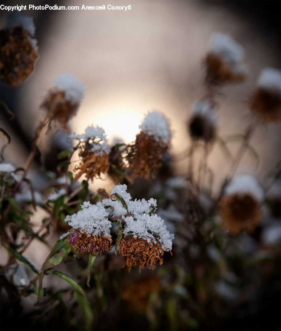 Plant, Weed, Frost, Ice, Outdoors, Snow, Blossom