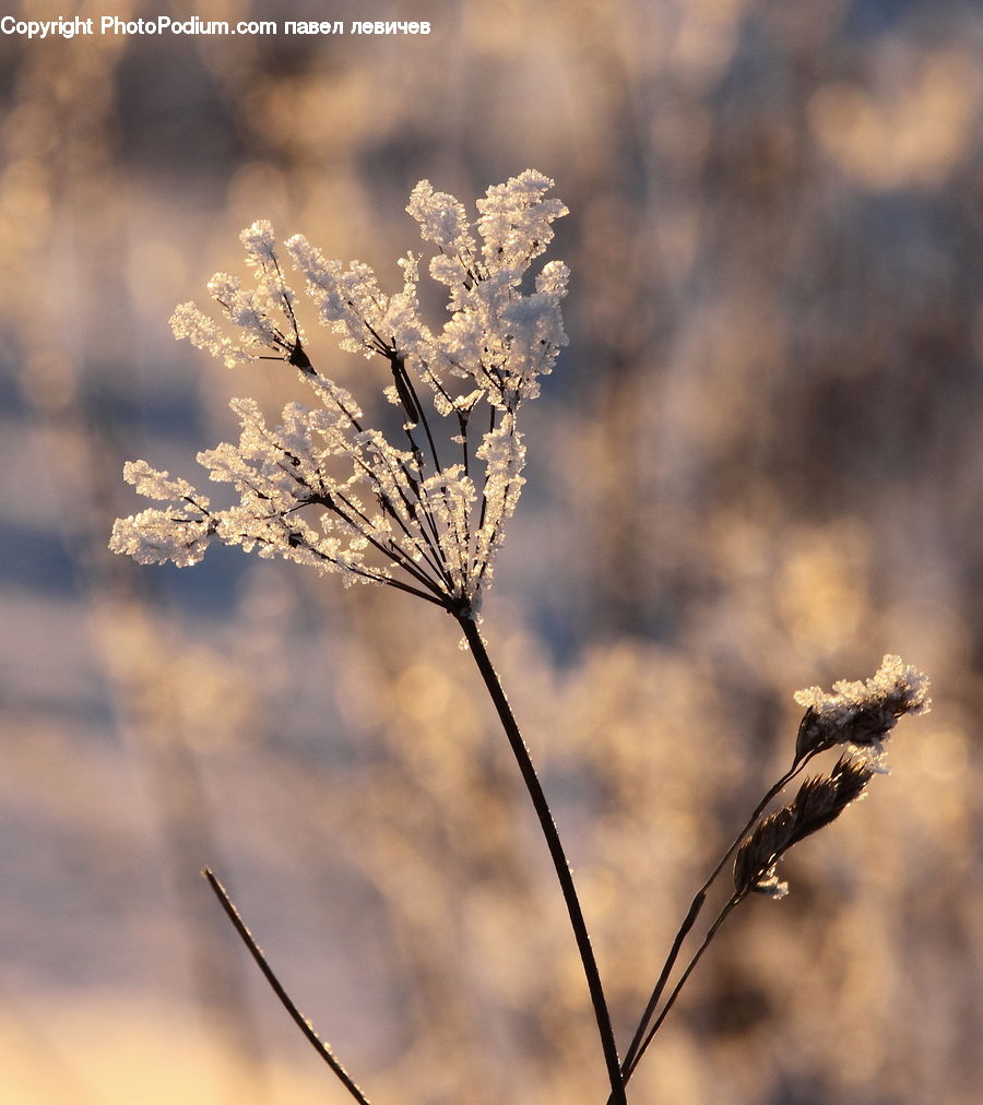 Grass, Plant, Reed, Weed, Frost, Ice, Outdoors