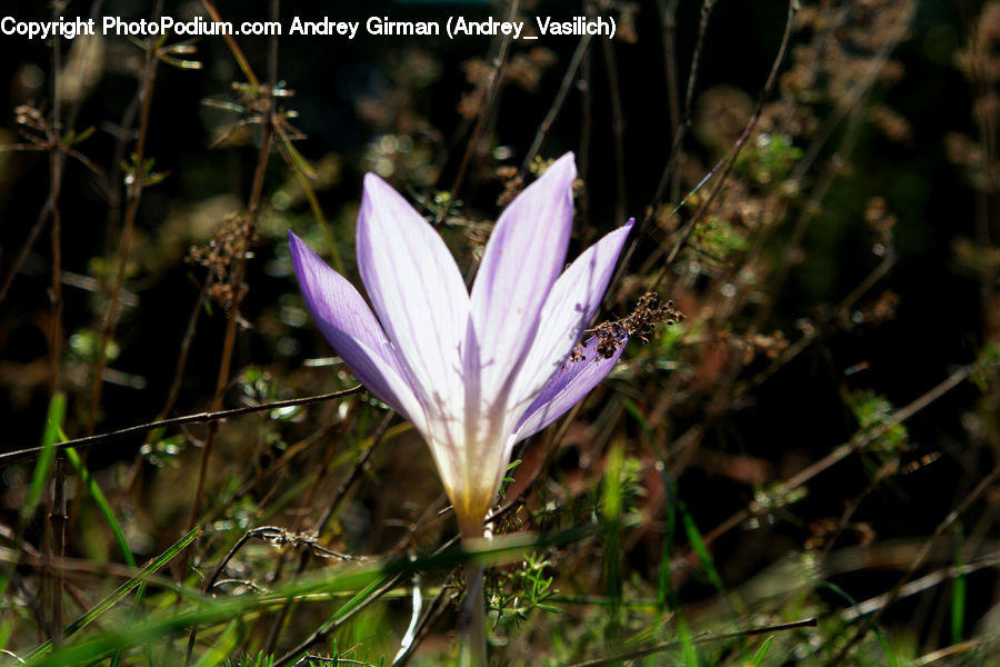 Blossom, Crocus, Flora, Flower, Plant, Potted Plant, Daisies