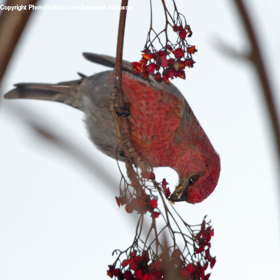 Bird, Bishop, Cardinal, Finch, Priest, Blossom, Flora