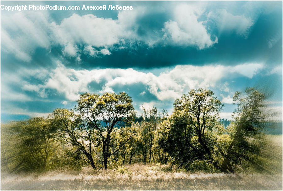 Field, Grass, Grassland, Land, Outdoors, Dirt Road, Gravel