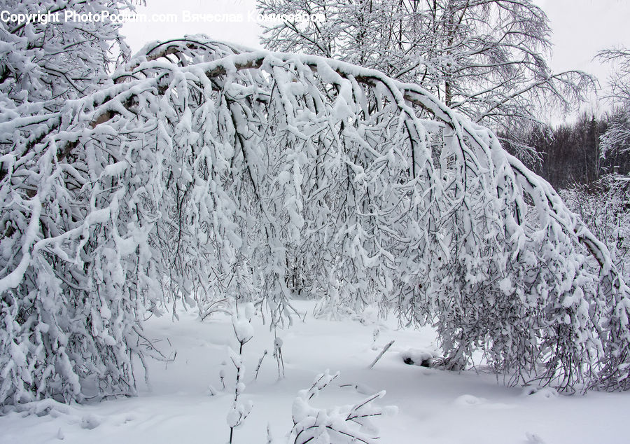 Ice, Outdoors, Snow, Forest, Vegetation, Plant, Tree